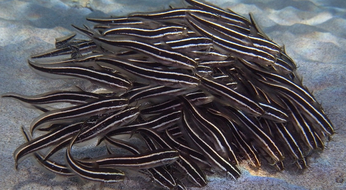 魚のアップ写真