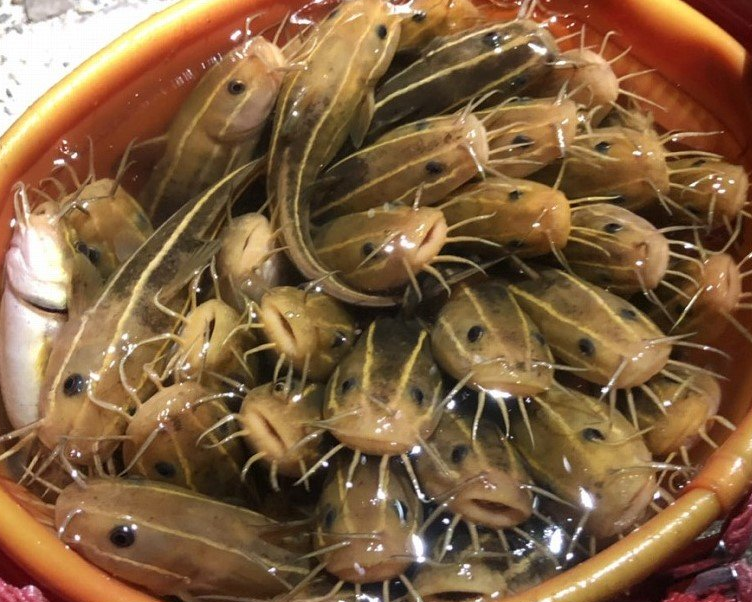 魚のアップ写真