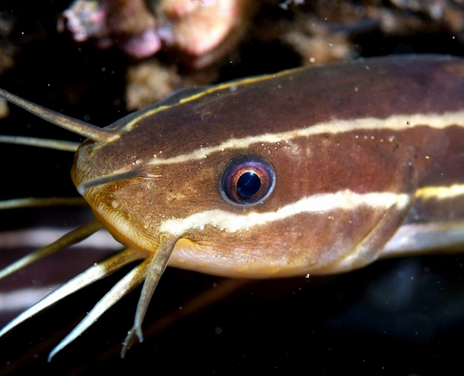 魚のアップ写真