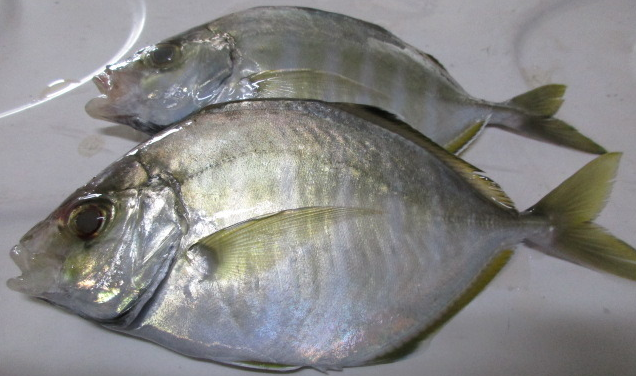 魚のアップ写真