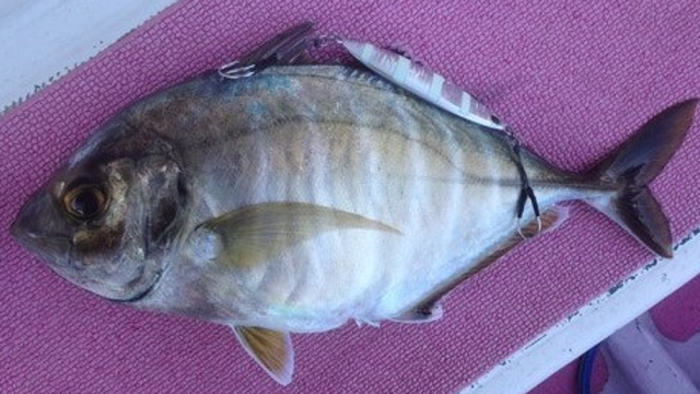 魚のアップ写真