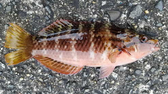 魚のアップ写真