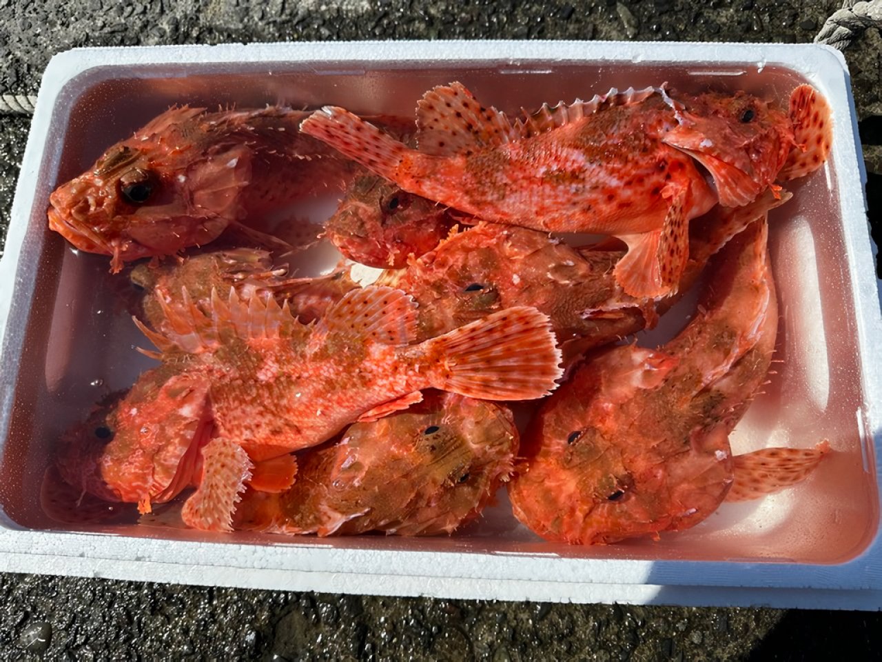 【釣果速報】静岡県安貞丸でオニカサゴ＆アカムツ好調！憧れの超高級魚をあなたも釣ってみませんか？