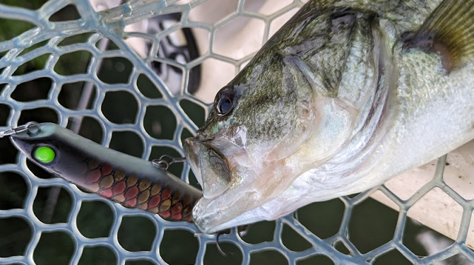 魚とルアーのアップ写真
