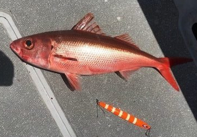 魚とメタルジグのアップ写真