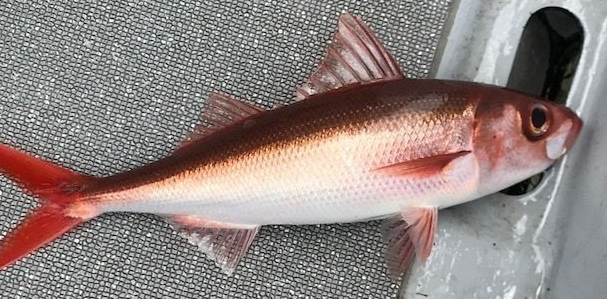 魚のアップ写真