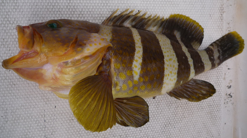 魚のアップ写真