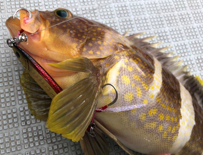 魚のアップ写真