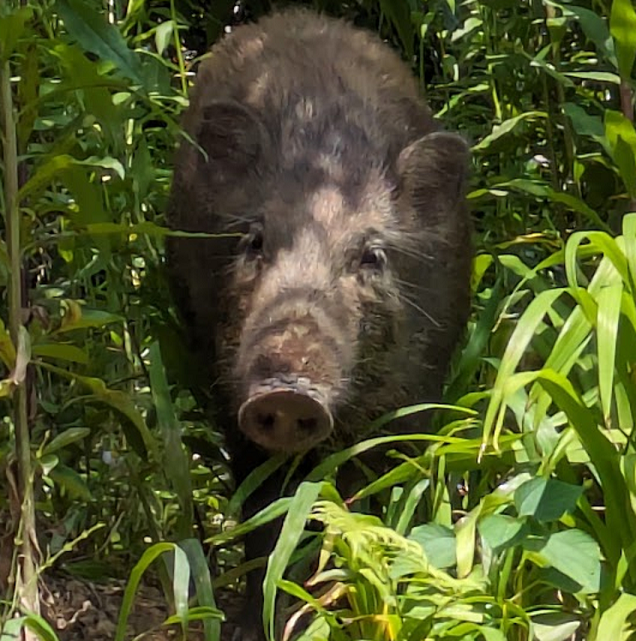 イノシシのアップ写真