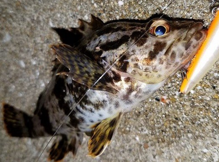 魚とルアーのアップ写真