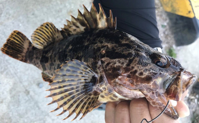 魚のアップ写真