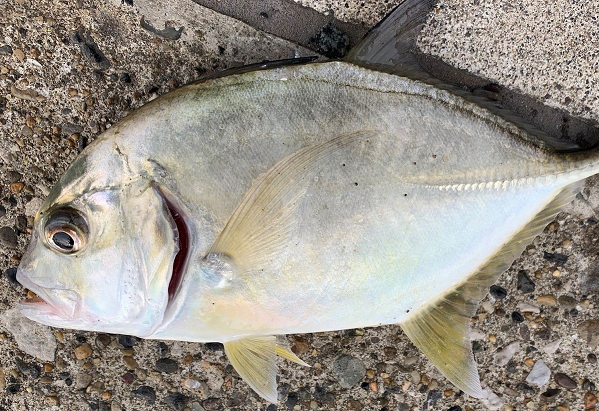 魚のアップ写真