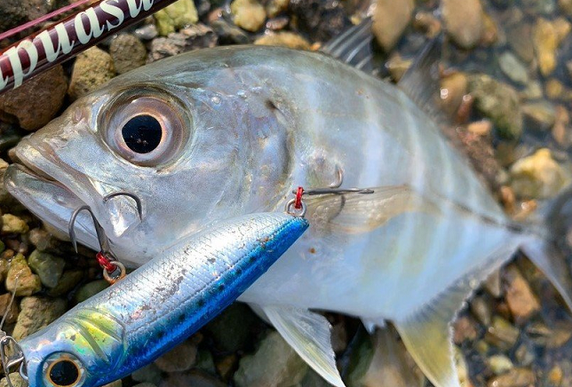 魚のアップ写真