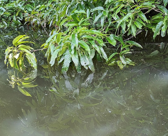 水没した木のアップ写真