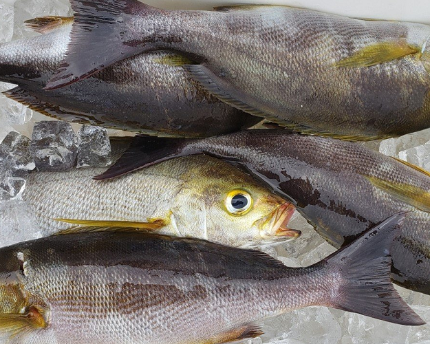 魚のアップ写真