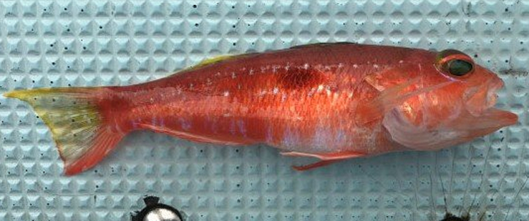 魚のアップ写真