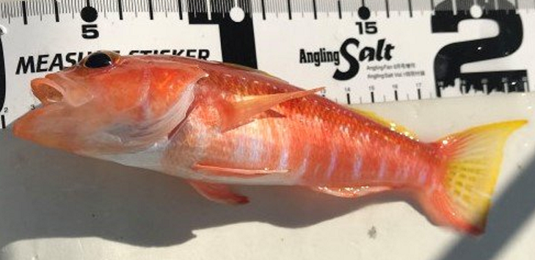 魚のアップ写真