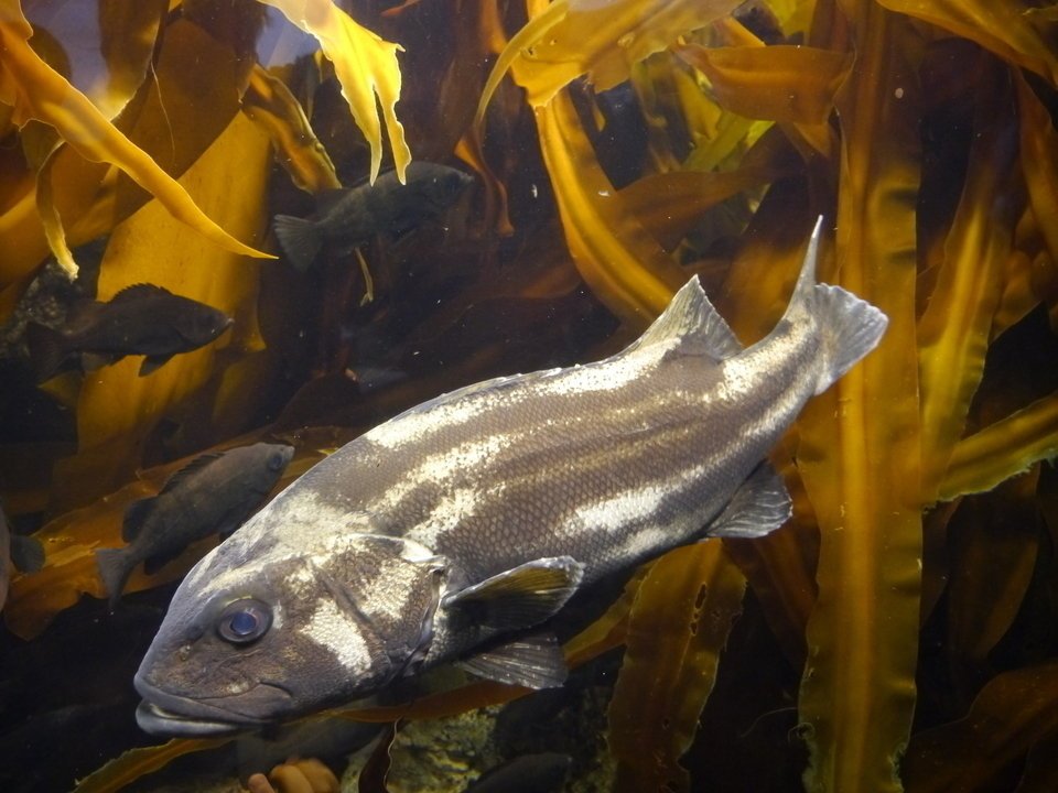 イシナギ　深海魚　写真