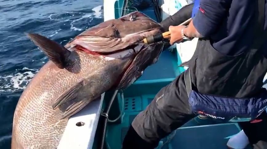 巨大魚イシナギは幻でなくマジで釣れる 呼び名は深海のドン 130kgの超巨大魚を釣り上げた体験談はこちら