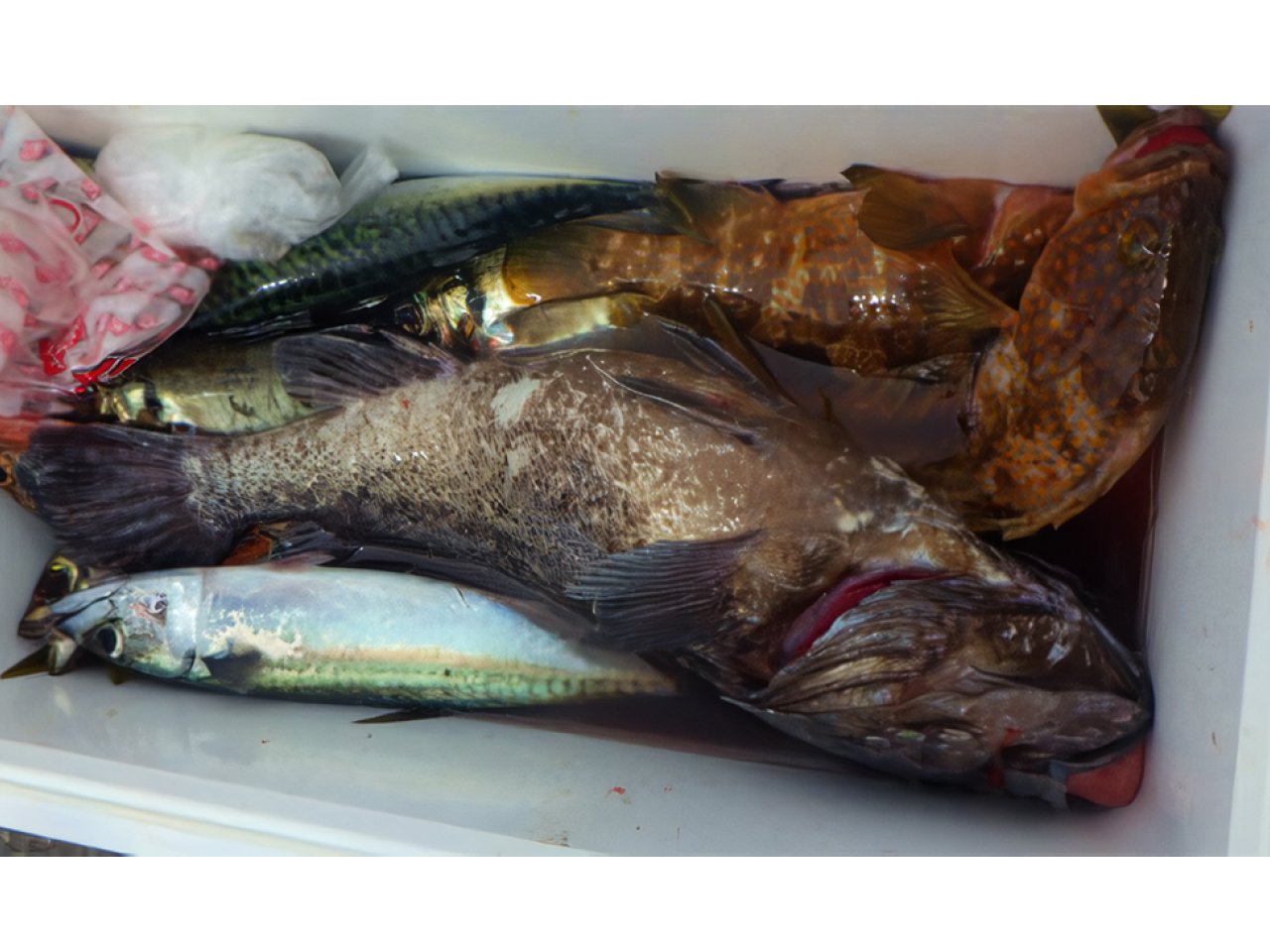 【釣果速報】新潟県光洋丸でアジトップ35匹！多彩なゲストも見え釣行は大充実！釣れすぎて笑いが止まらない釣行を体験してみませんか？