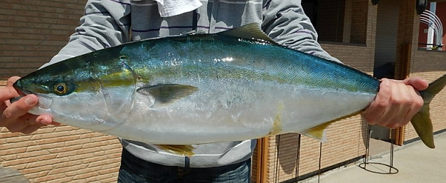 魚のアップ写真