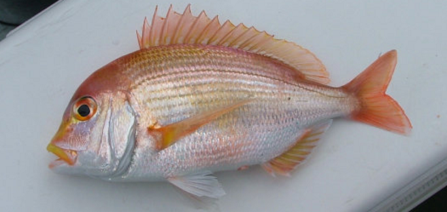 魚のアップ写真