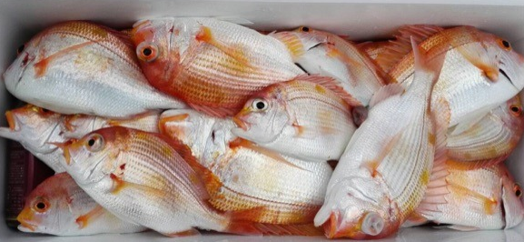 魚のアップ写真