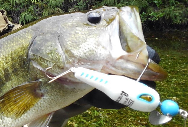 魚とルアーのアップ写真