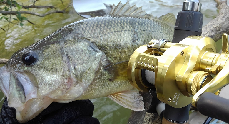 魚とリールのアップ写真
