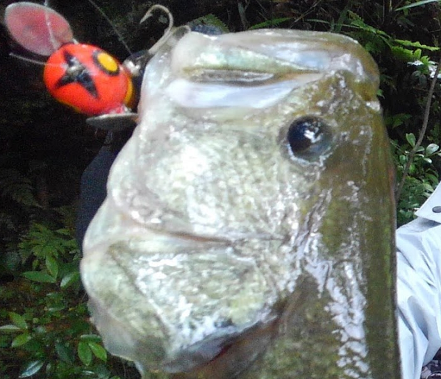 魚とルアーのアップ写真