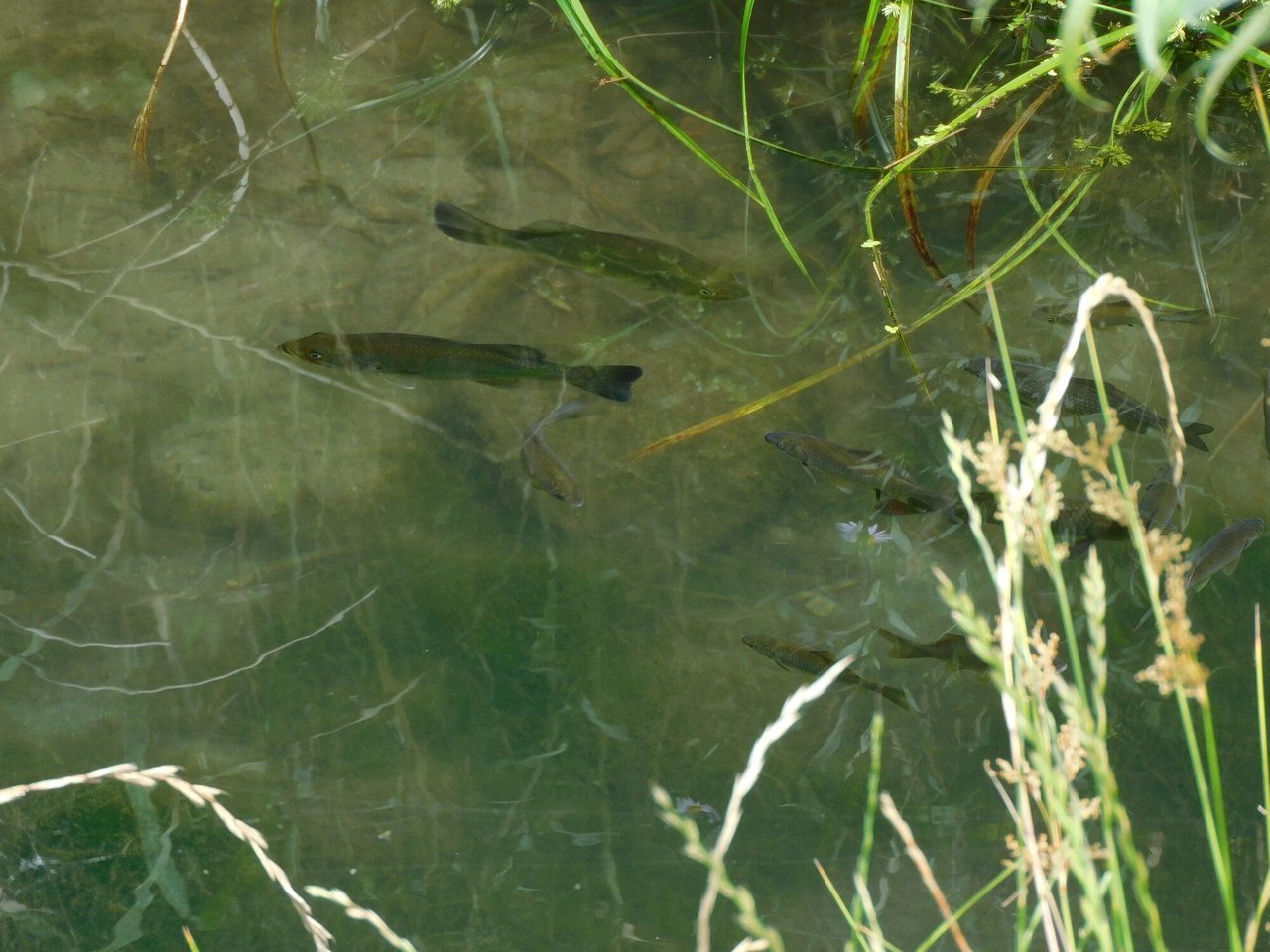 濁った水の写真
