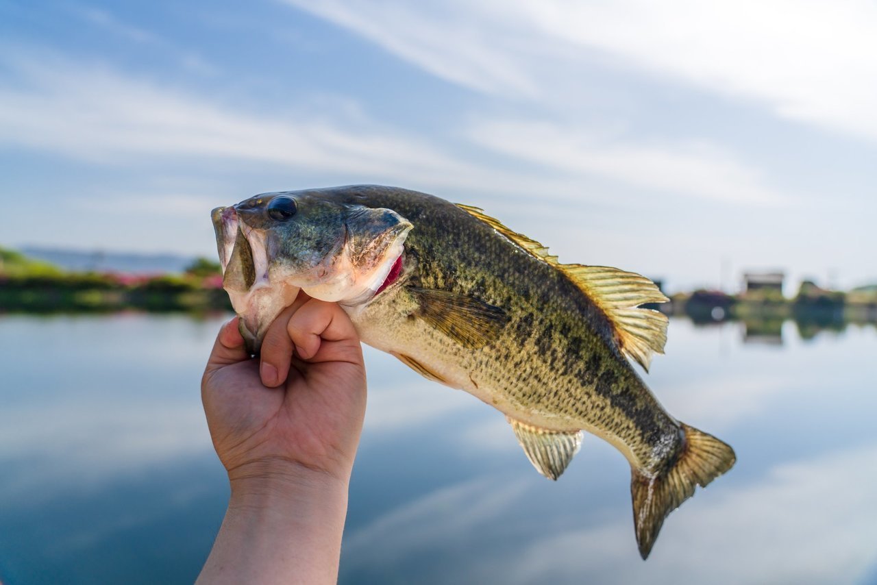 ブラックバスを食べる 臭いって発想はもう古いかも