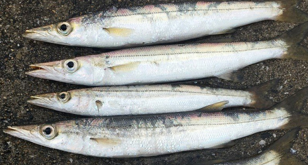 魚のアップ写真