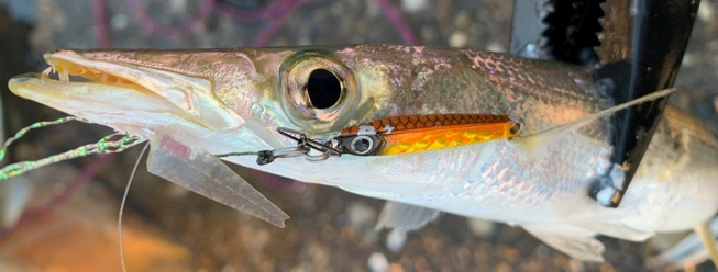 魚のアップ写真