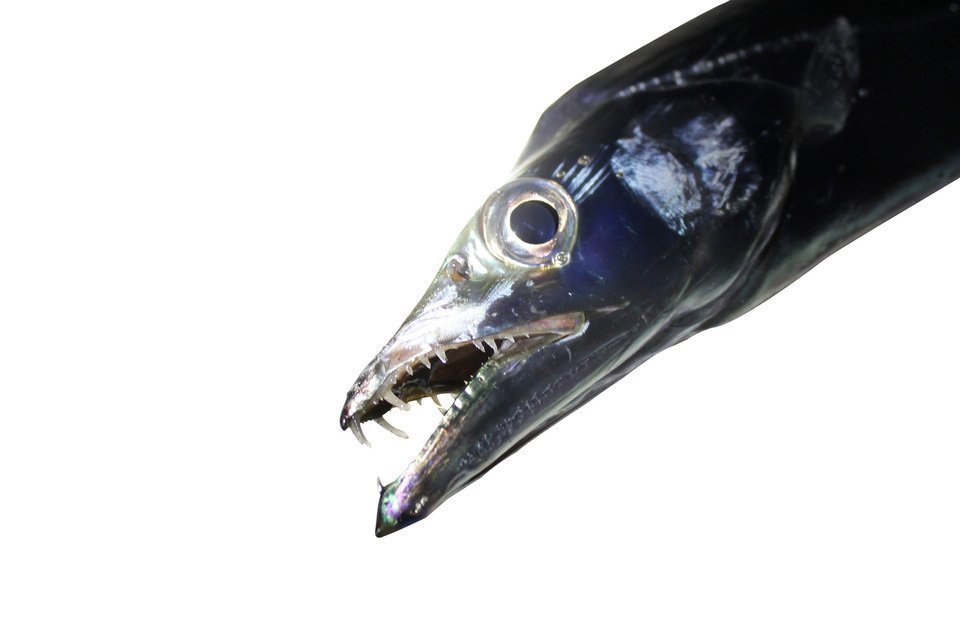 タチウオ　画像