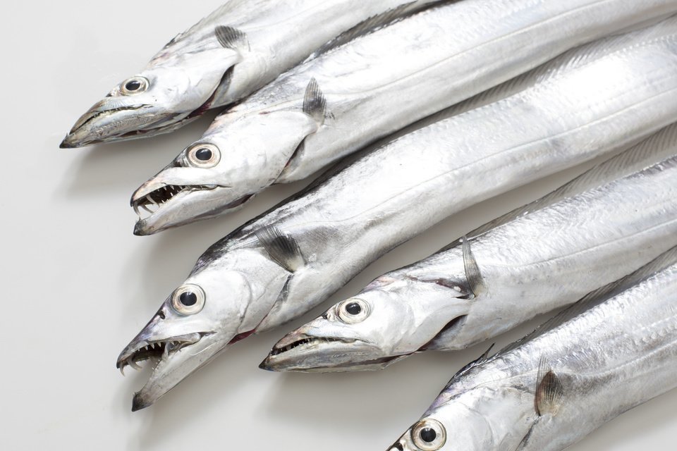 タチウオ　写真