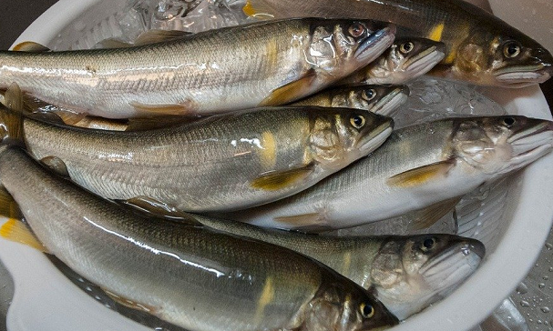 魚のアップ写真