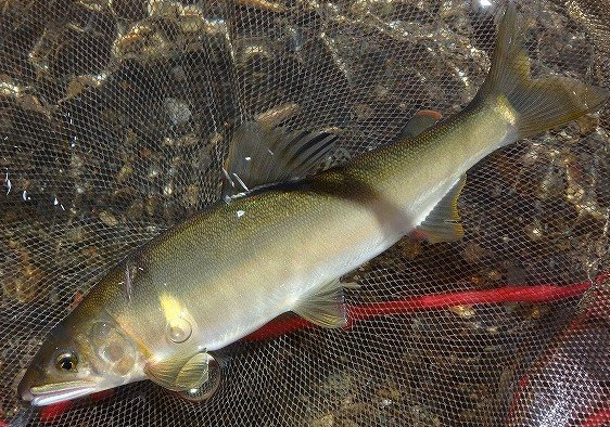 魚のアップ写真