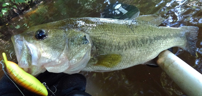 魚とルアーのアップ写真