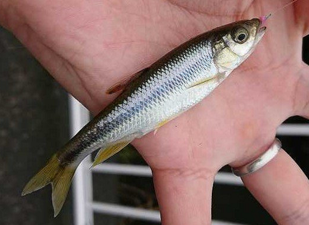 魚のアップ写真