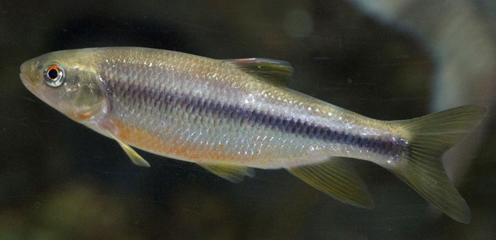 魚のアップ写真