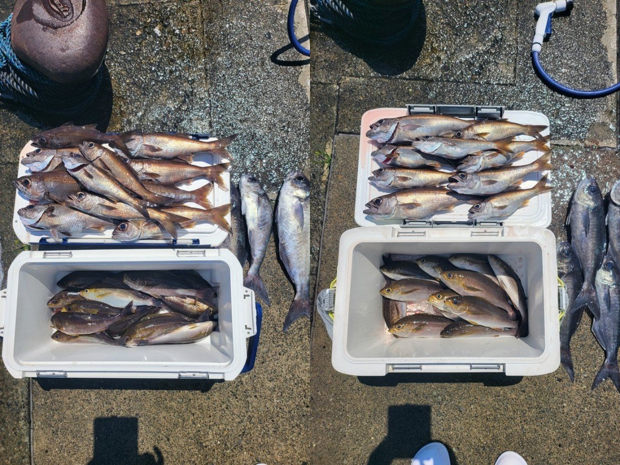 【釣果速報】静岡県鈴喜丸でクロムツ・メダイ・イサキと人気魚種続々ゲット！いろいろな魚との出会いを楽しみたい人は即予約を！