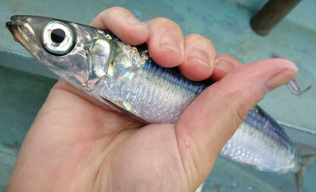 魚のアップ写真