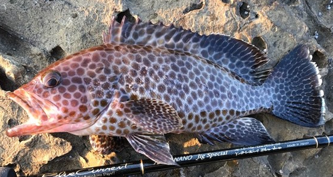 魚のアップ写真