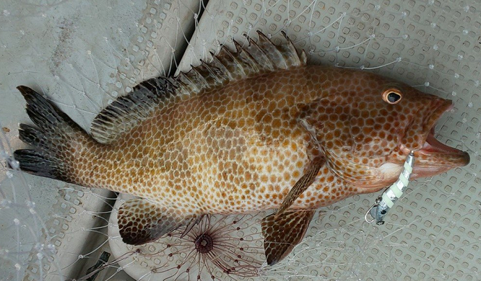 魚とルアーのアップ写真