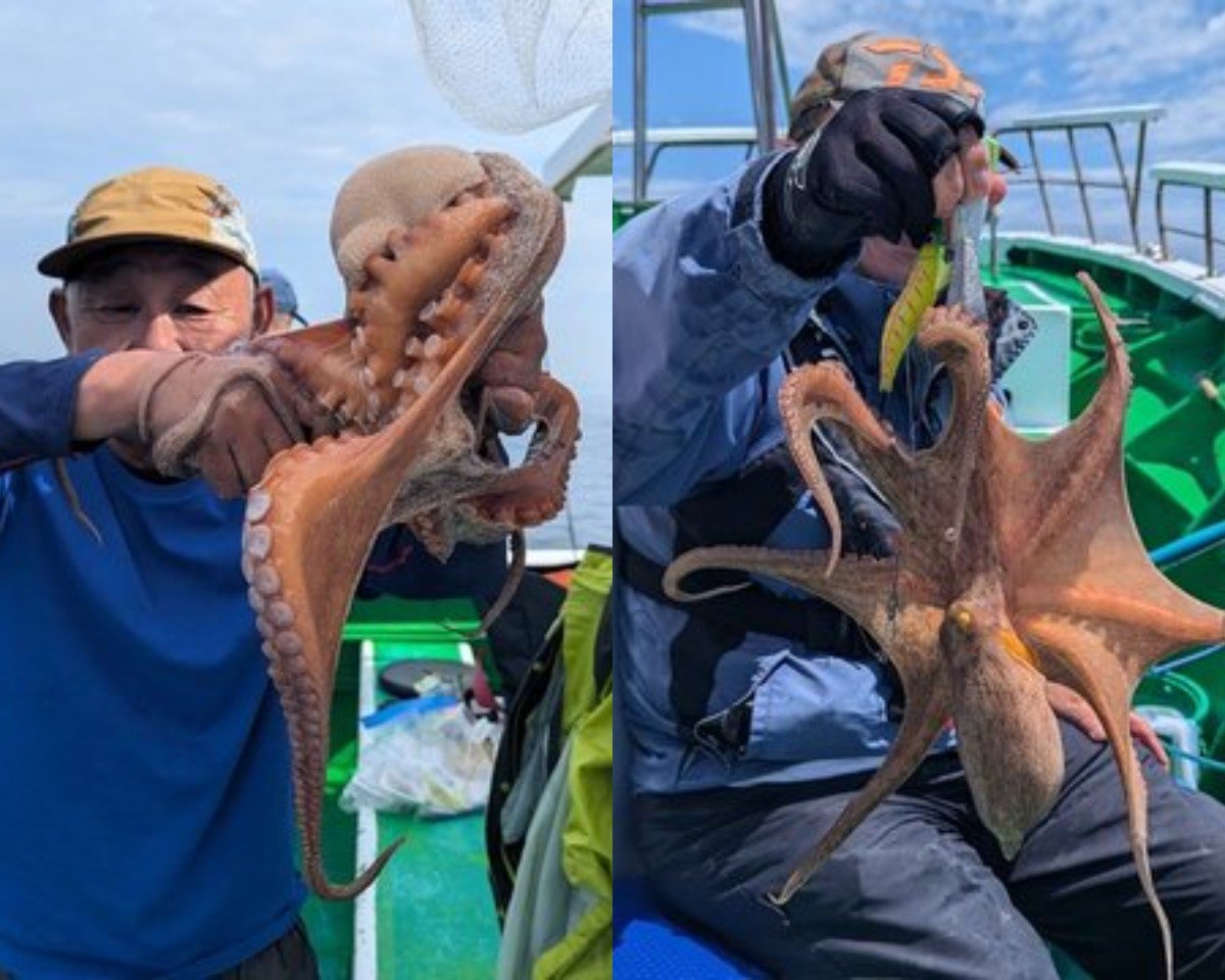 【釣果速報】2.3kgのモンスターマダコ確保！茨城県弁天丸の船長が厳選するポイントで記録更新マダコを釣ろう！