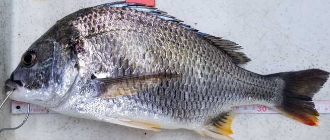 魚のアップ写真