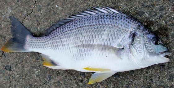 魚のアップ写真