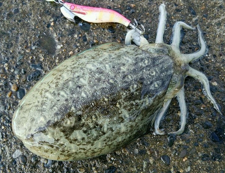 イカのアップ写真