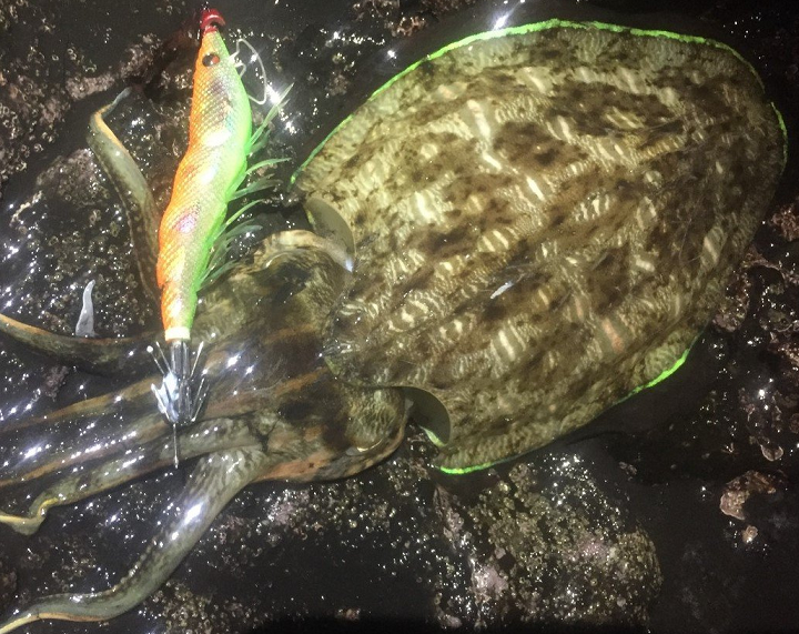 イカのアップ写真